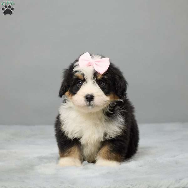 Rose, Mini Bernedoodle Puppy